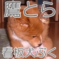 鷹とら