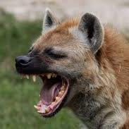 hyena v1 AUDNZD